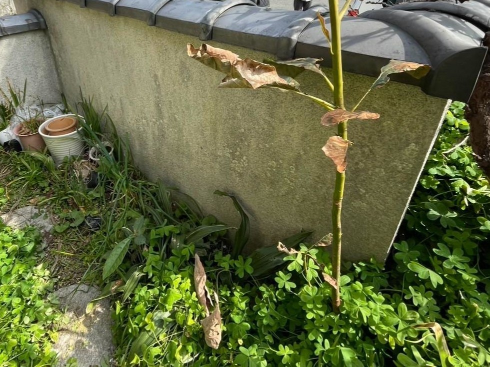 門塀塗装工事